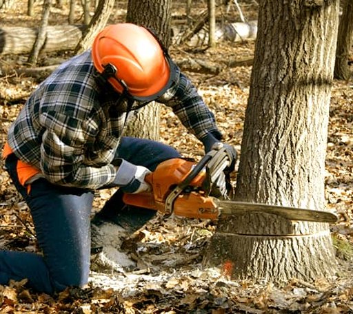 Tree Removal in Delphos, KS